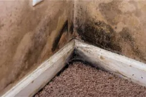 How Moisture, Mold, & Mildew are Can Affect a Basement