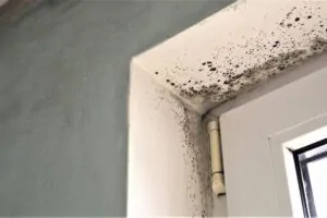 Mold Effects on Basement